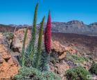 Несколько растений Синяк Вильдпрета, в национальном парке Тейде, Тенерифе, Канарские острова, Испания